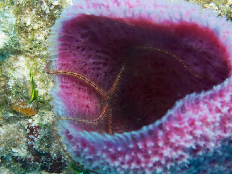 Brittle Starfish in Purple Vase Sponge IMG_5228.jpg